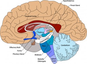 alcohol effects the brain
