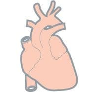 alcohol effects the heart