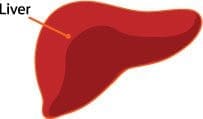 alcohol effects the liver