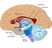 Brain Diagram