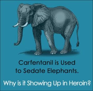 Carfentanil Sedates Elephants. Why is it Showing Up in Heroin?