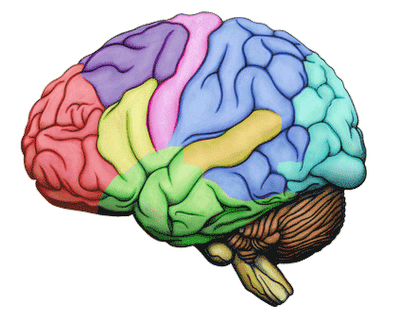 Impact of Alcohol Abuse and Detox on the Brain