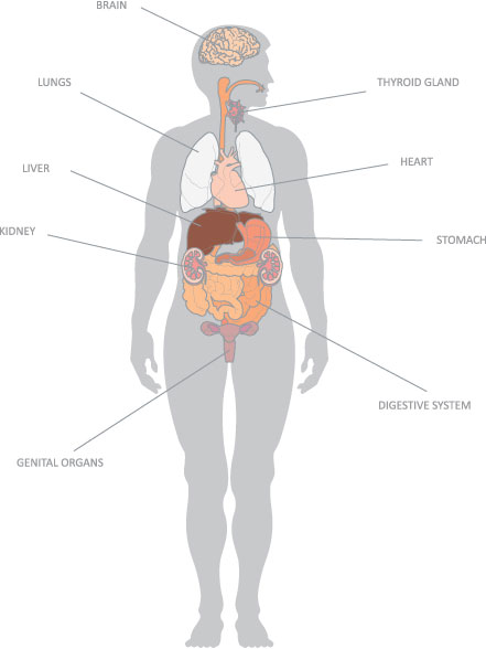 Neurobiology of Alcohol Use - human body diagram