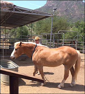Equine Therapy for Addiction Treatment