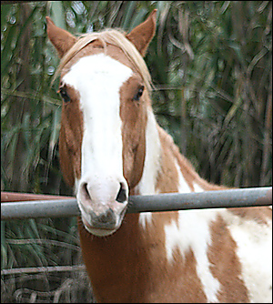 Equine Therapy for Addiction Treatment is part of our science and evidence-based approach