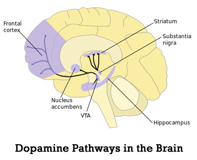 dopamine and addiction