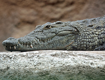 Krokodil causes crocodile like flesh