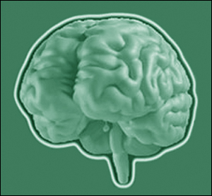 Brain Development Facts