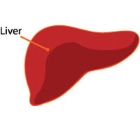 effects of alcohol on the liver