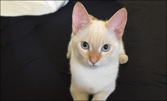 Meow Meow Mephedrone