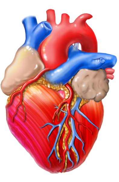 Heart complications caused by alcohol abuse