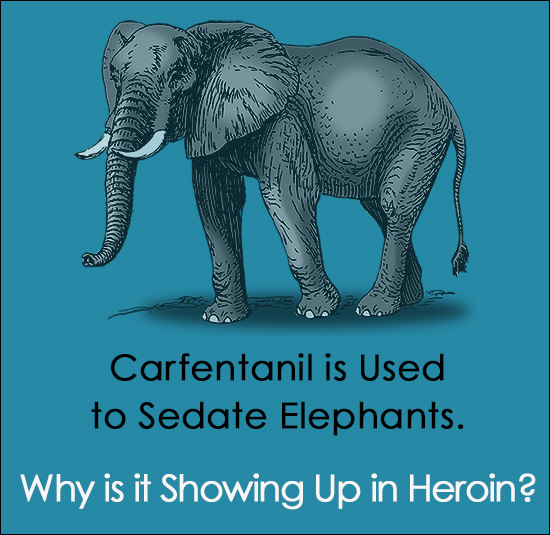 Carfentanil Sedates Elephants. Why is it Showing Up in Heroin?