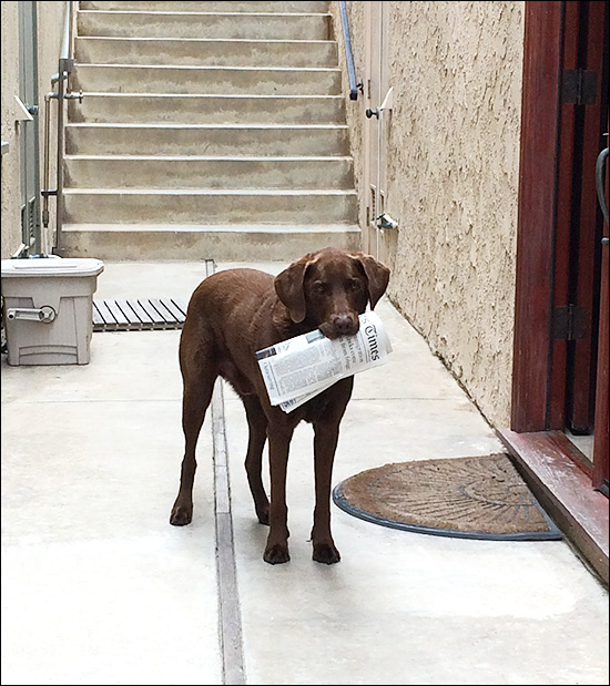 Pet Therapy Improves Recovery