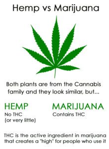 Hemp vs Marijuana