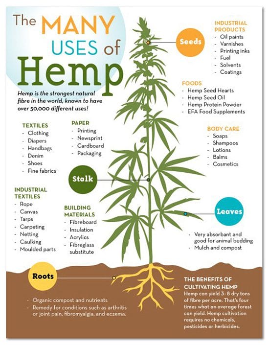What is Hemp Used For Infographic