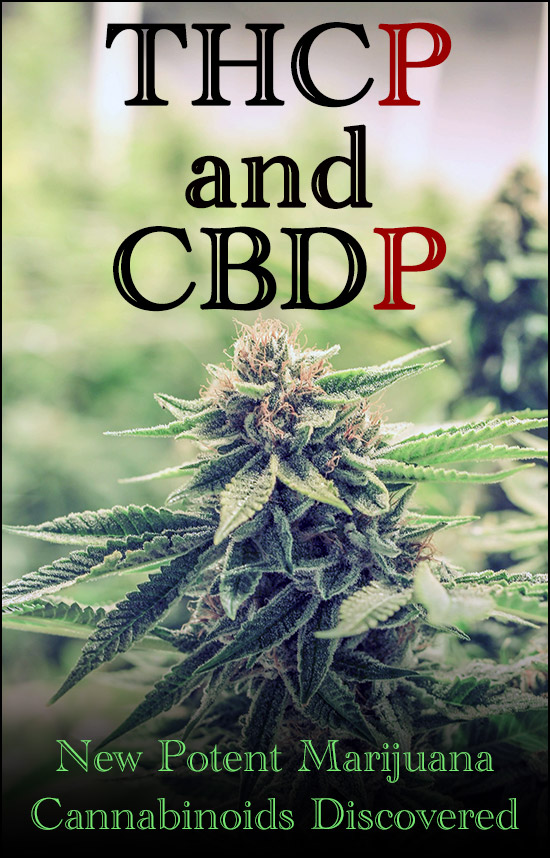 THCP and CBDP: New Potent Marijuana Cannabinoids Discovered