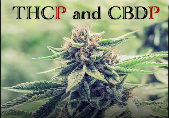 What are THCP and CBDP?