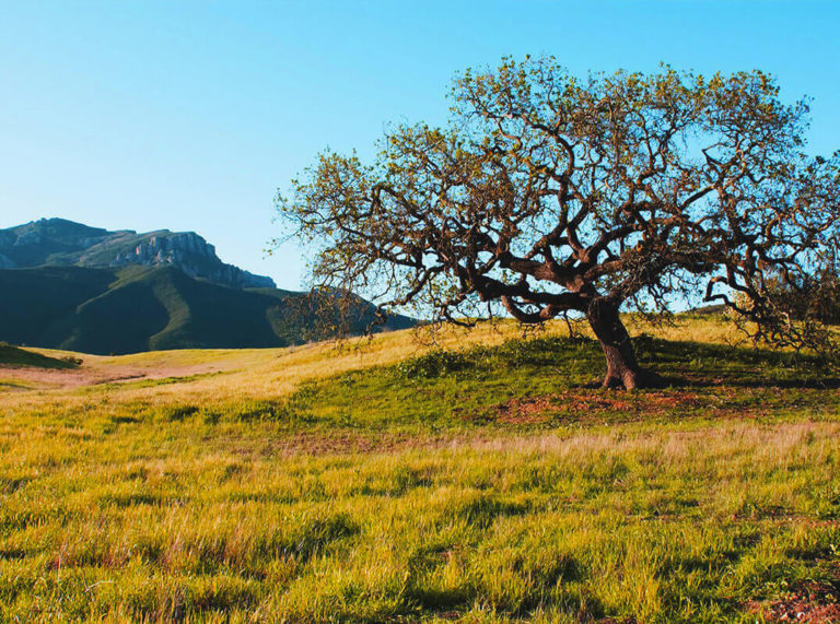 Inspire Malibu Dual Diagnosis Therapy